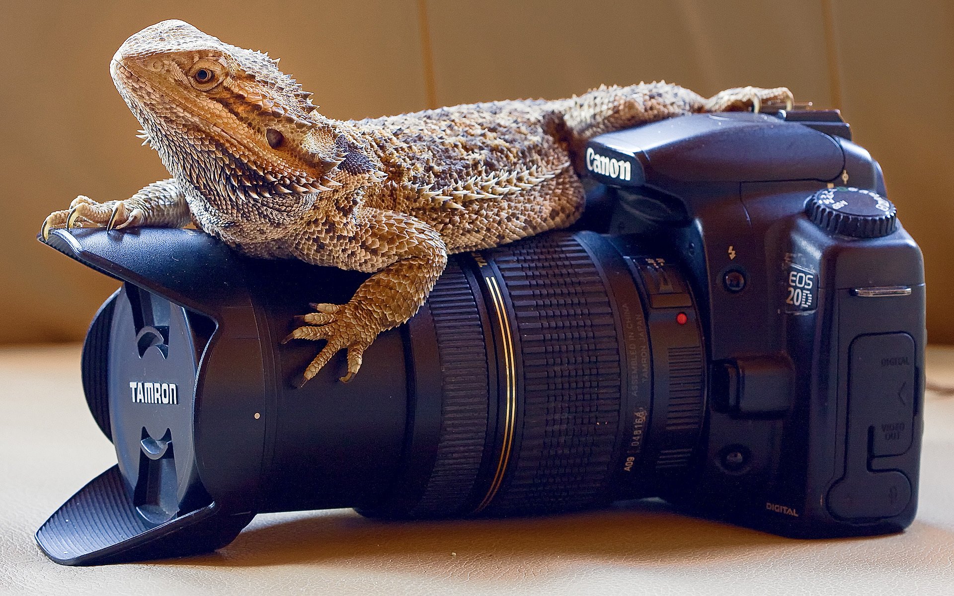 kamera professionelle reptilien