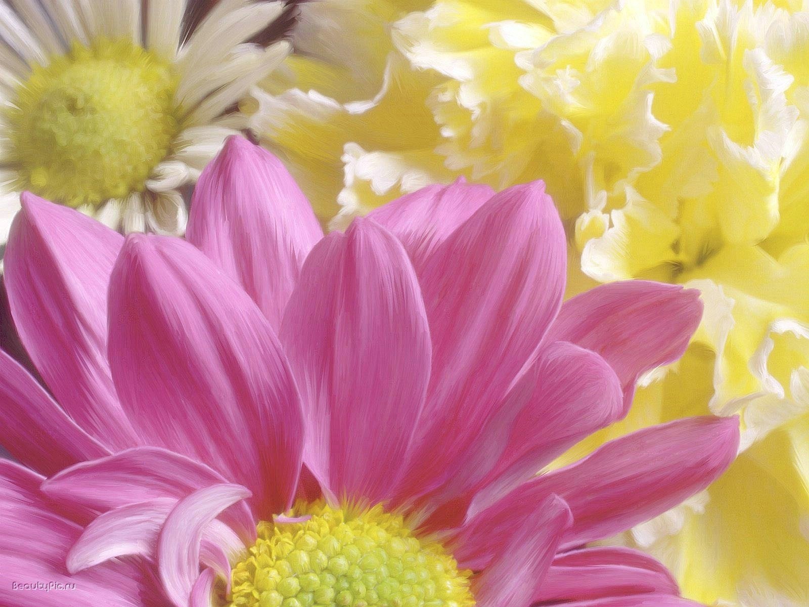 wirbelnde blütenblätter blumen blümchen fliederfarbe makro