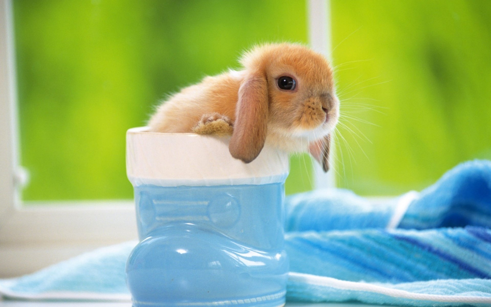 blauer schuh kaninchen cutie