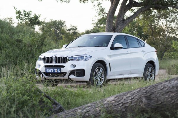 Weißer bmw Sport im Wald