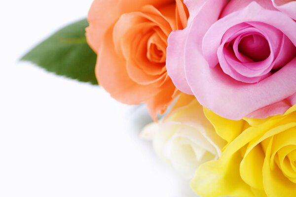 Ein Blumenstrauß aus bunten Rosen ist eine schöne Tapete für Ihren Desktop
