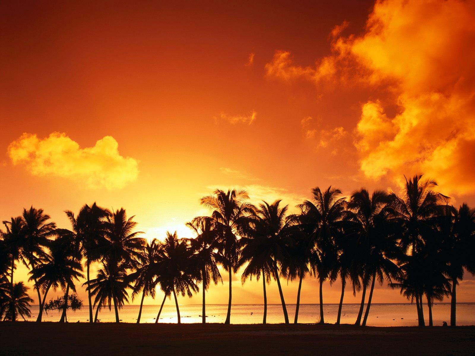 süden palmen in einer reihe sonnenuntergang palmen sonne himmel wolken sommer strand meer orangefarbener himmel