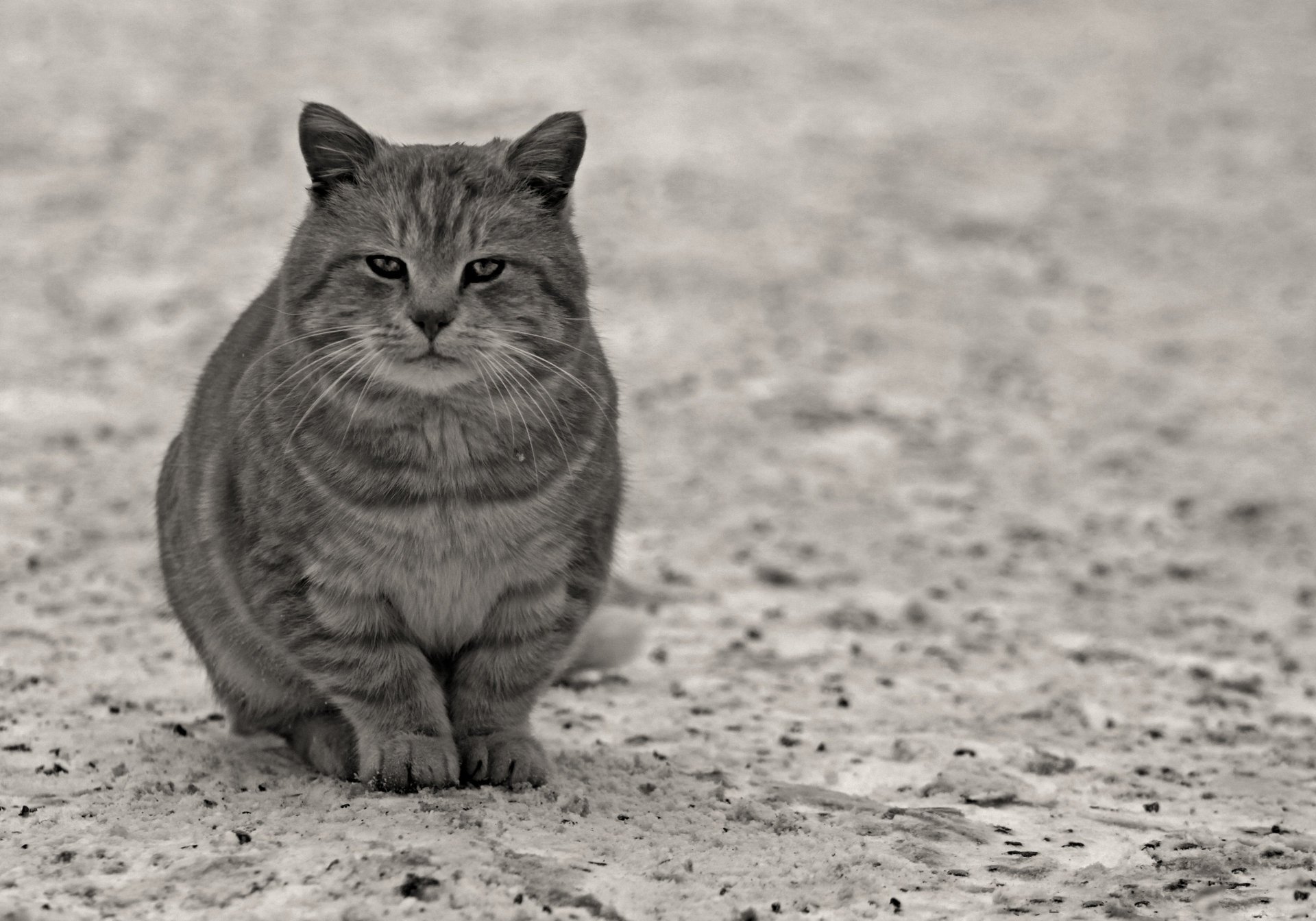 katze aussehen pfoten tiere katze grau asphalt wolle schnurrbart