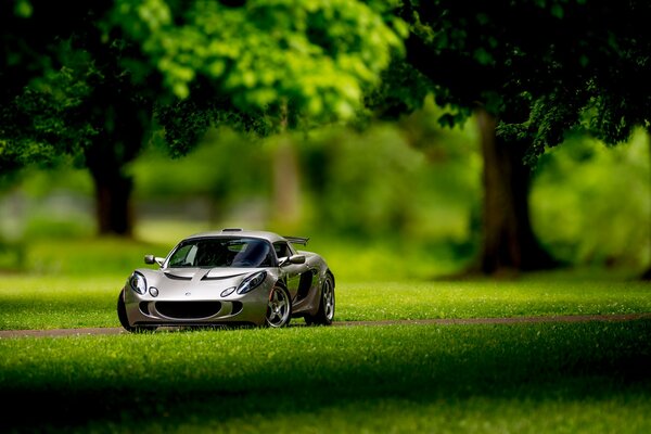 Spielzeugauto im echten Wald