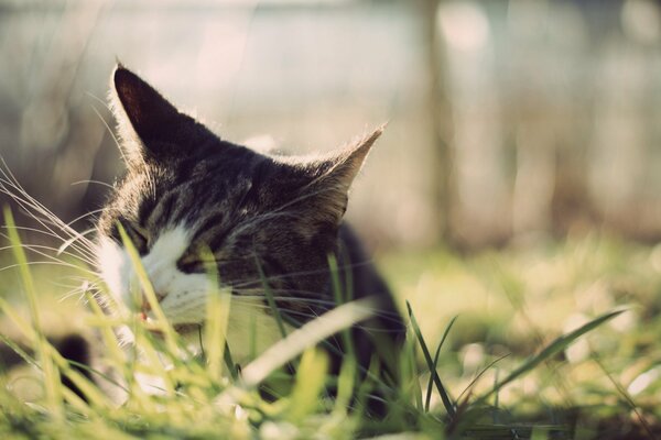 Katze kaut grünes Gras