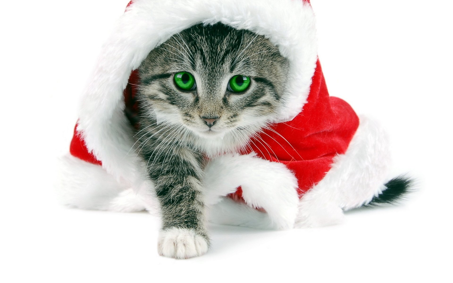 katze neujahr gang weißer hintergrund grüne augen pfote schnurrbart tiere blick augen katze makro