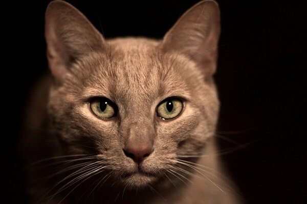 Beige Katze auf schwarzem Hintergrund