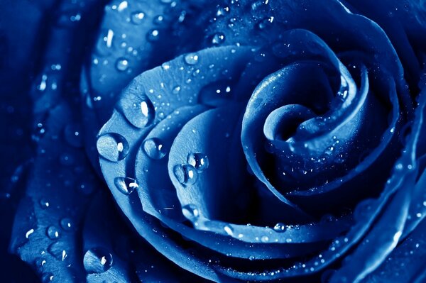 Blaue Rose nach dem Regen