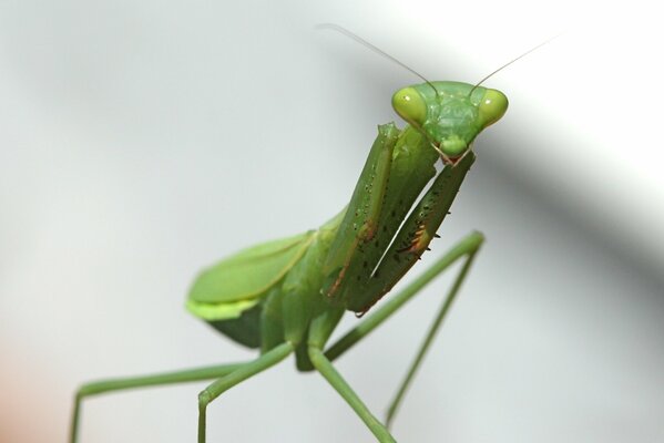 Makroaufnahme eines Mantis-Insekts