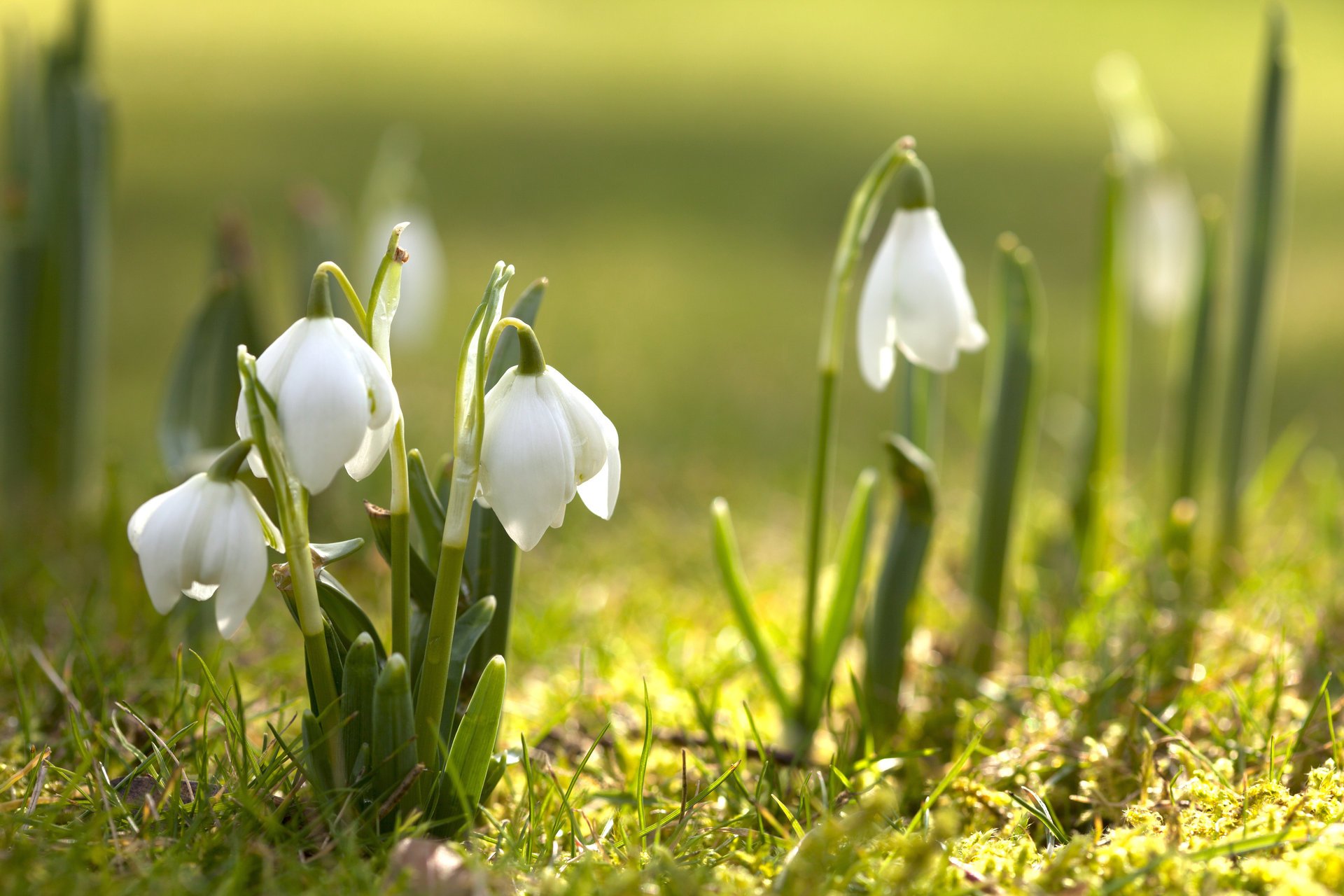 schneeglöckchen blumen primel natur frühling blüte grün frühling