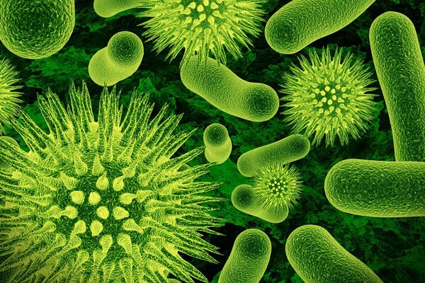Grüne Mikroorganismen bestimmen die Zukunft der Biologie