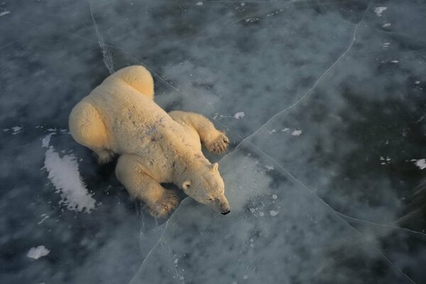 Eisbär ruht auf Eis