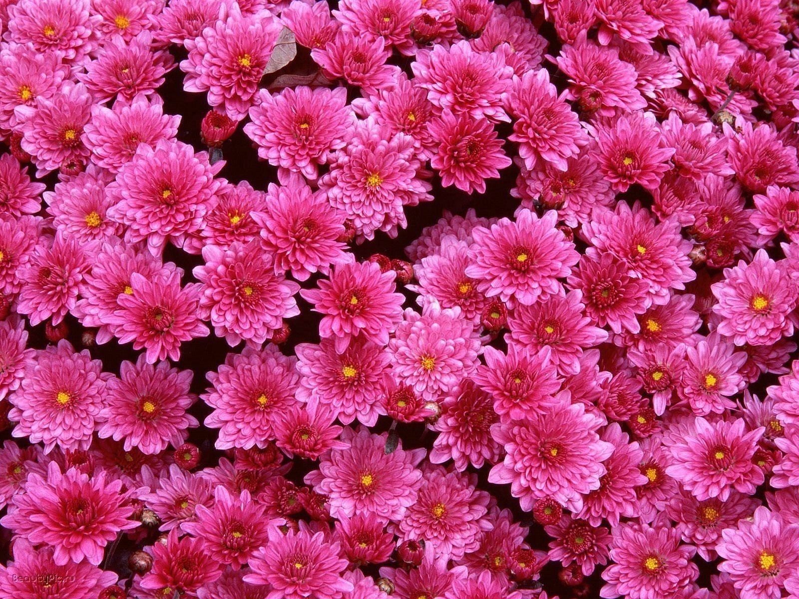 blumen lichtung chrysanthemen rosa