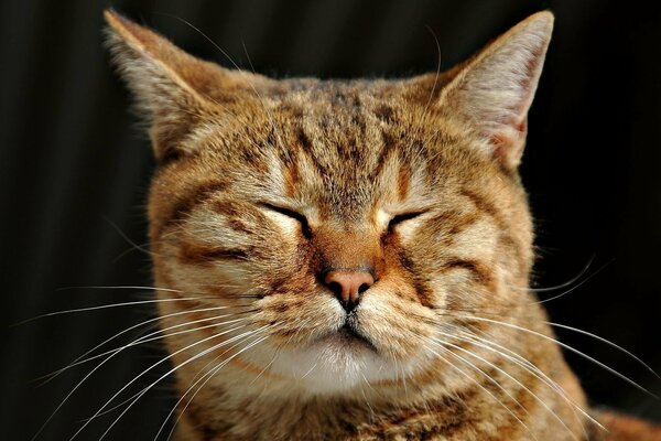 Die Katze des roten Farbtons ist verschlafen und hat sich verschlafen