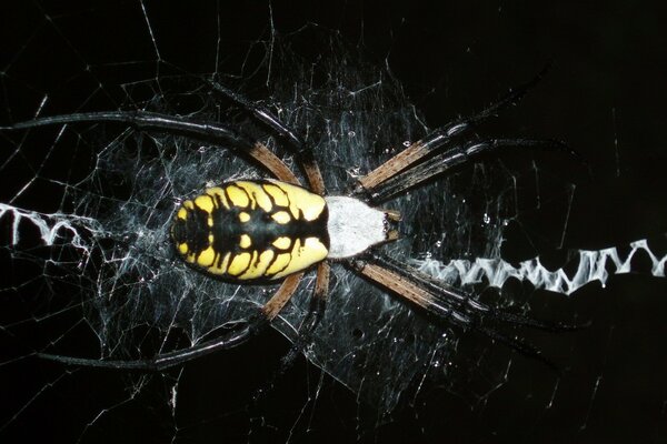 Gelbe Spinne auf schwarzem Hintergrund