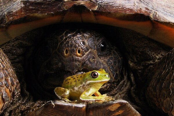 Eine große Schildkröte im Panzer schaut auf die Kröte
