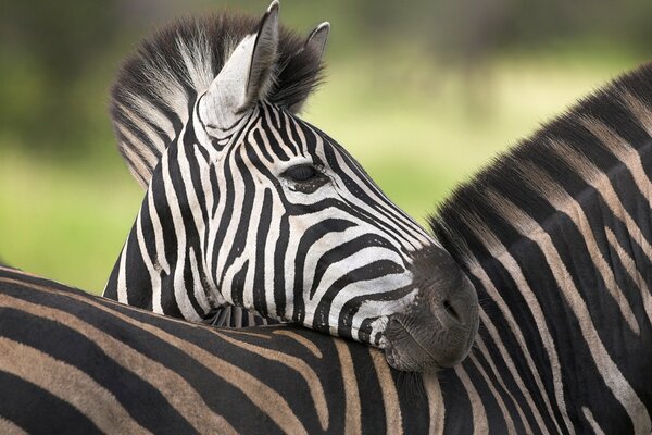 Das Zebra-Baby, das sich an Mamas Rücken lehnt