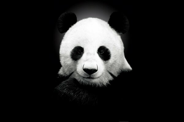 Der Panda auf dem schwarzen Hintergrund ist cool
