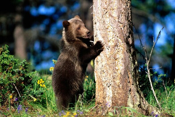Bär schärft Krallen an Baum hart