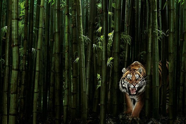 Ein Tiger, der aus einem Bambusgestrüpp herauskommt