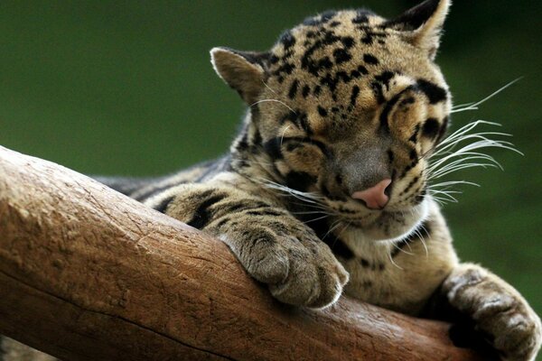 Baby-Leopard liegt auf einem Baum