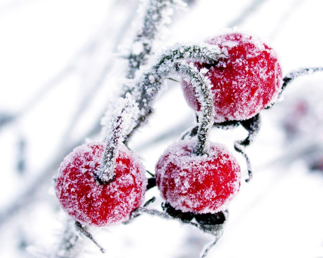 kirsche schnee winter