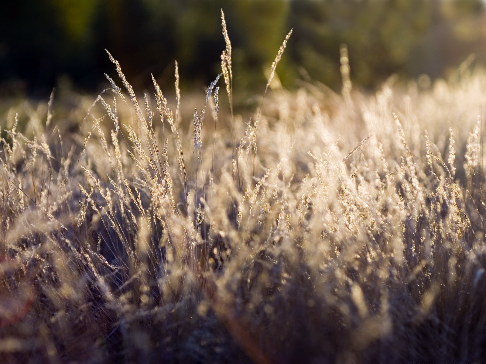 gras pflanzen
