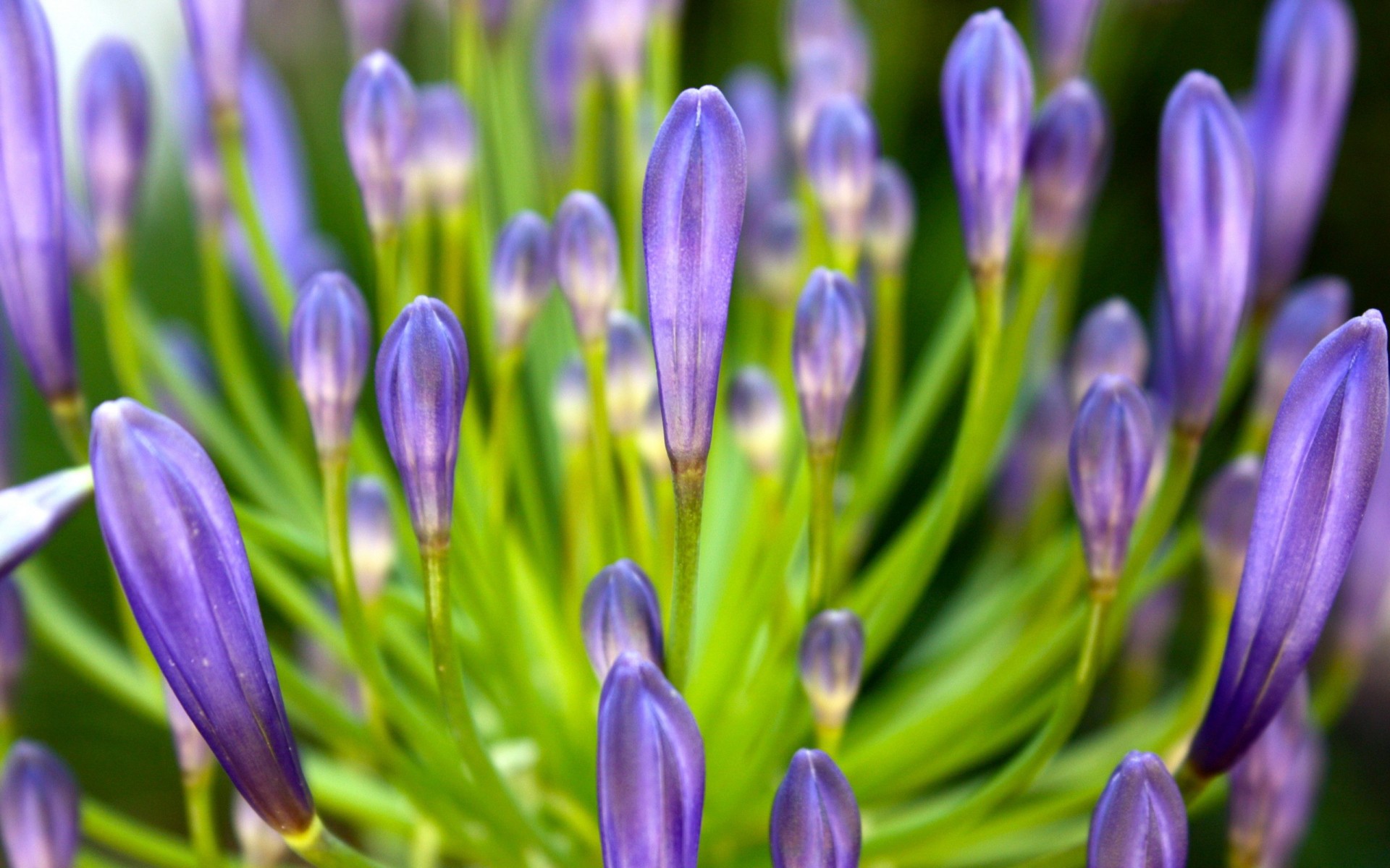 blütenblätter flieder blume