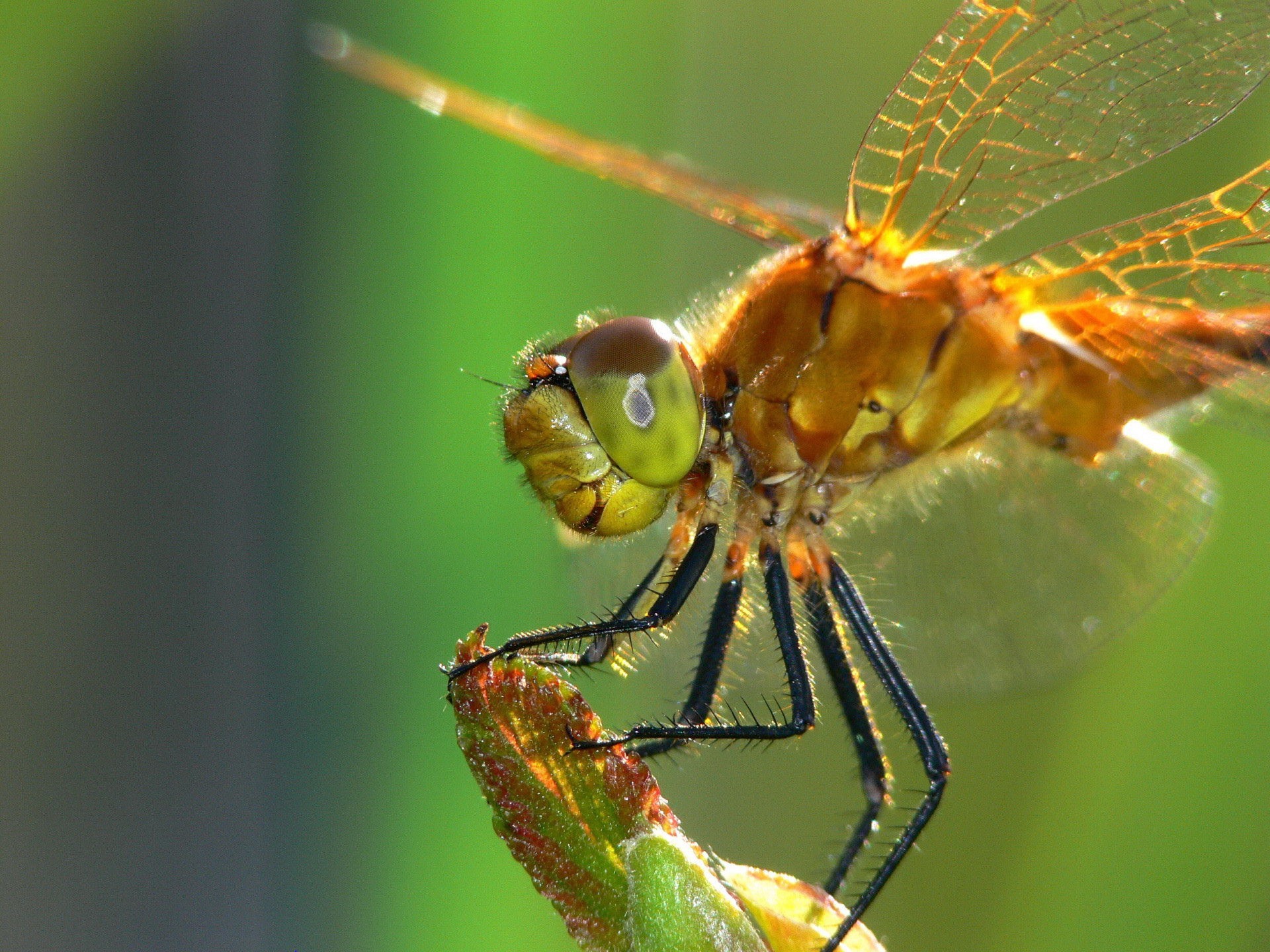libelle