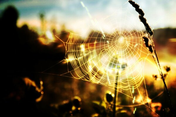 Spinnweben und Gras bei Sonnenuntergang