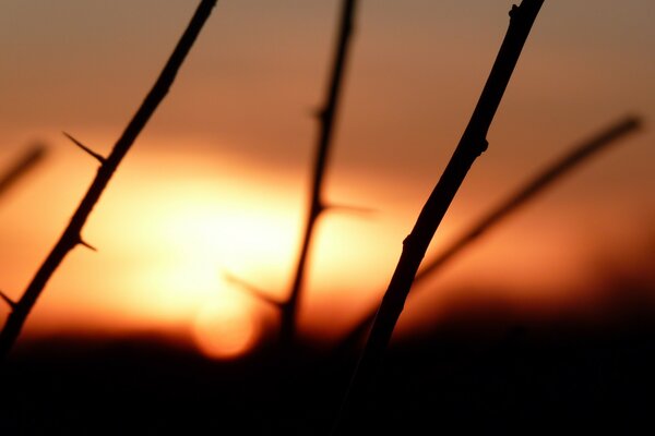 Stachelige Zweige bei Sonnenuntergang