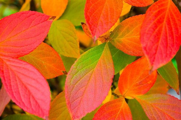 Herbst rotgelbe Blätter