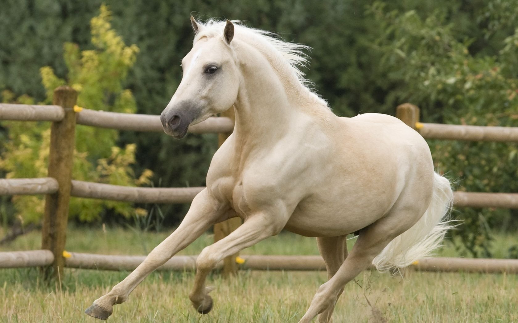traber im stall pferd pferd galopp huftier salz