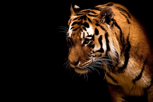 Tiger mit räuberischem Blick auf schwarzem Hintergrund