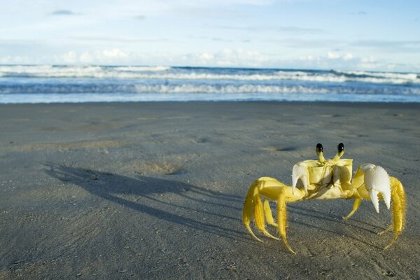 Eine seitlich laufende Krabbe sitzt auf dem Sand