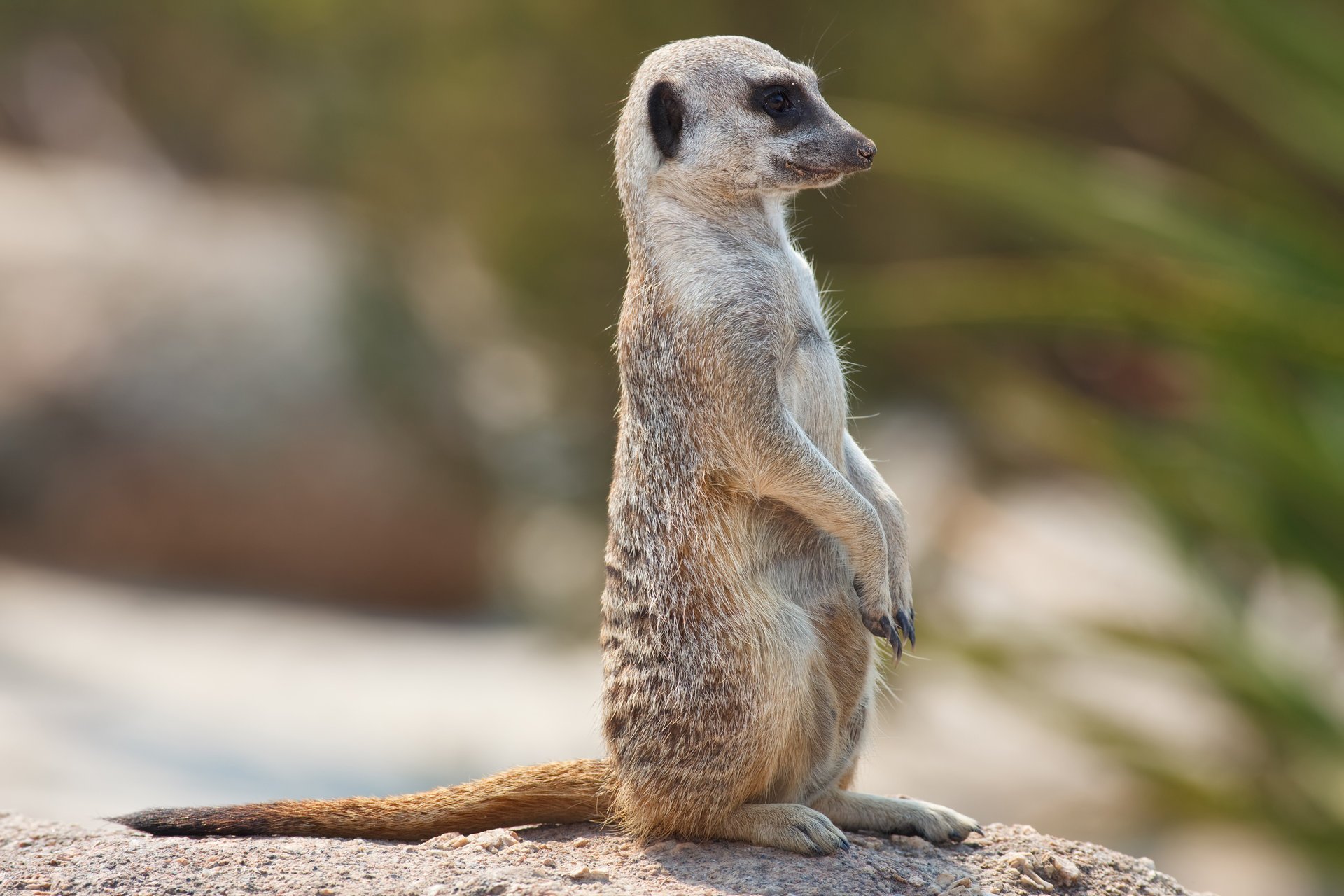 erdmännchen erdmännchen uhr post im uhrzeigersinn augen blick tiere positiv profil schnauze