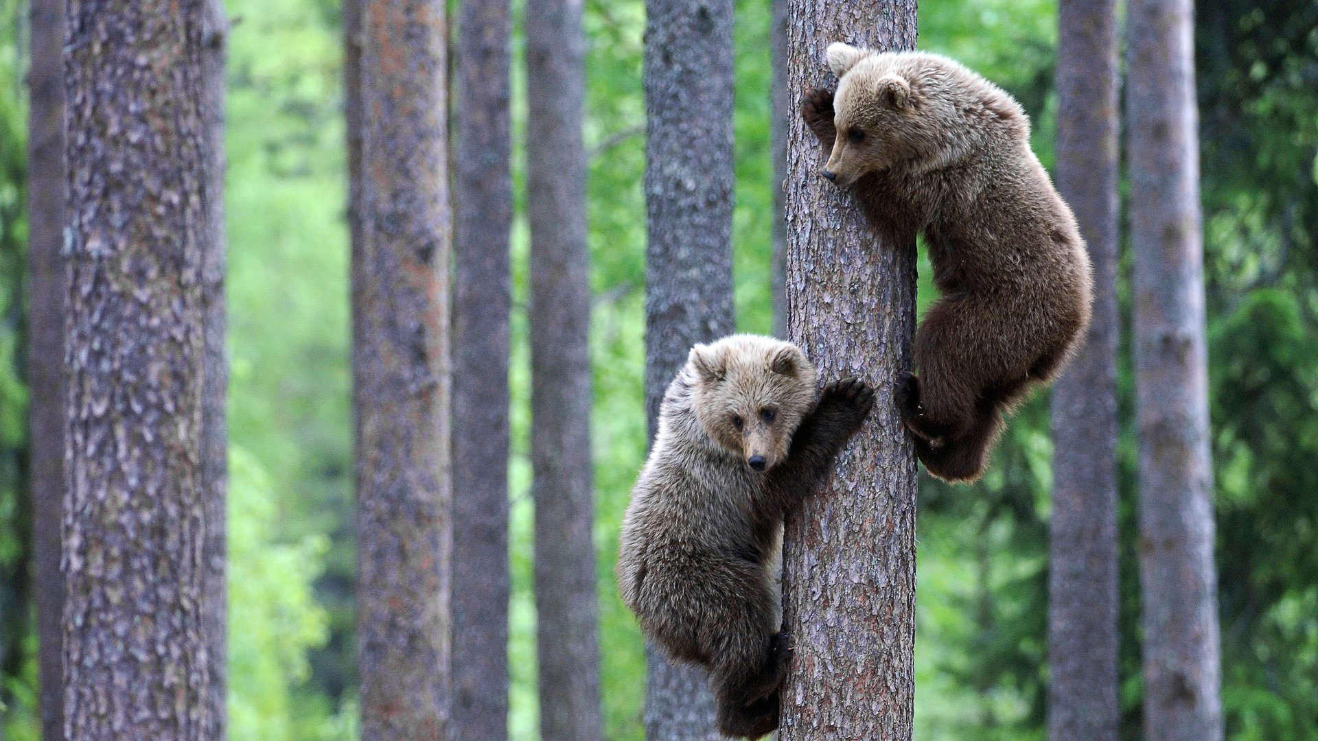 bären bären jungtiere tiere geist natur wald positiv