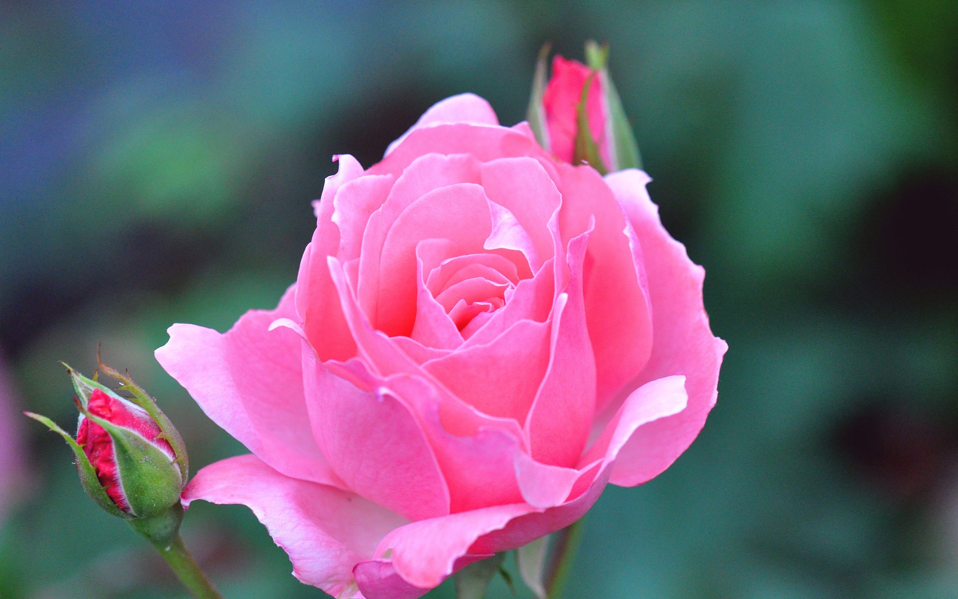 rose blume knospe schön