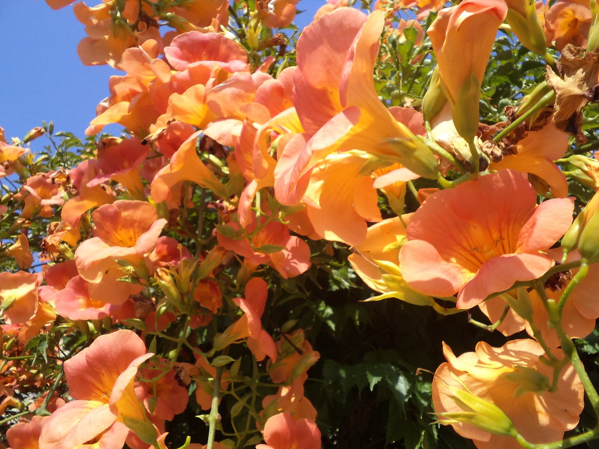 blumen sommer