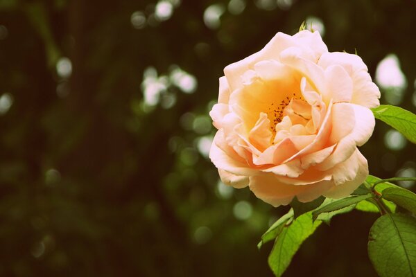 Üppige Rose mit leuchtend grünen Blättern auf dunklem Hintergrund