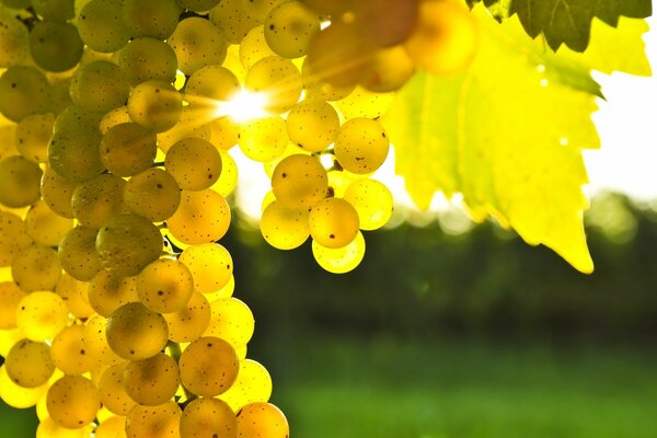 Trauben in der warmen Sonne