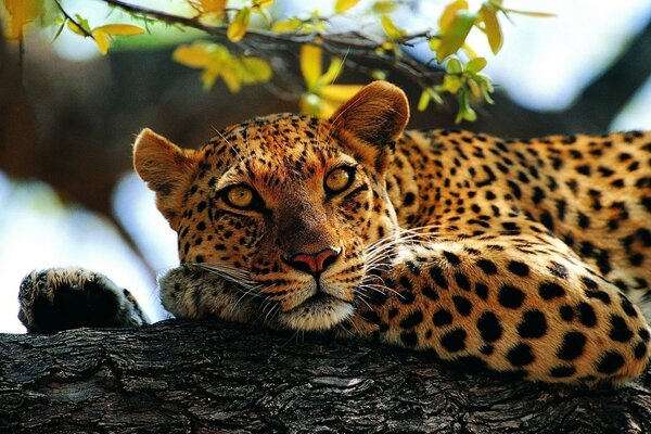 Ein gesprenkelter Leopard liegt auf seinen Pfoten auf einem Baum