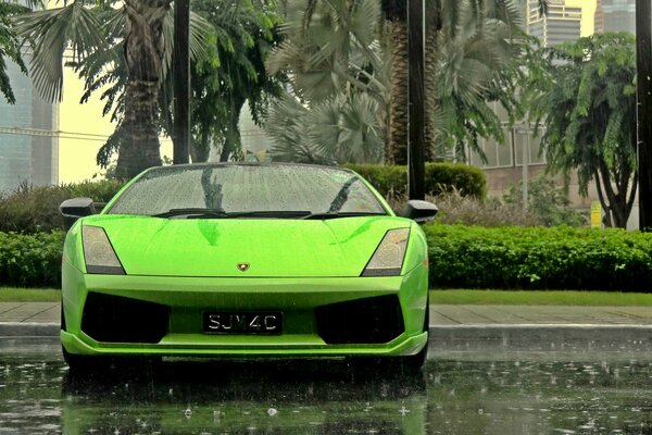 Ein grünes Lamborghini Gallardo-Auto mit grünen Palmen im Hintergrund
