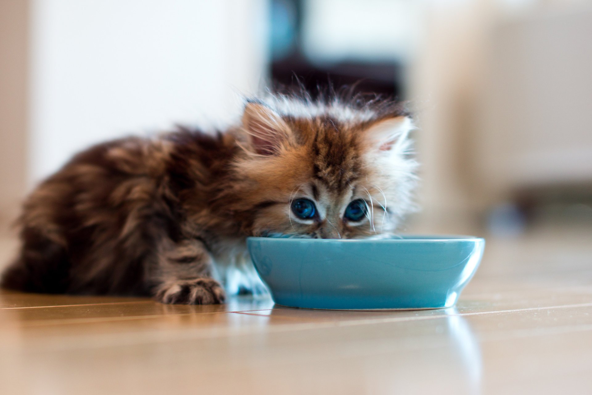 daisy ben torode kätzchen untertasse katze schüssel boden