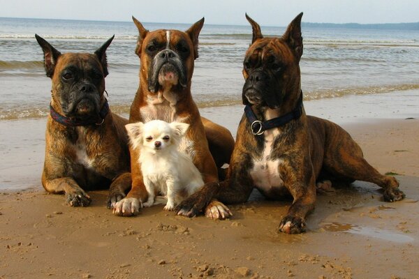 Vier Hunde auf einem Strandspaziergang