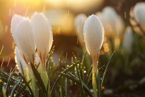 Frische Morgenblumen mit Tau