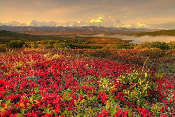 Blumen auf dem Hintergrund der schönen Berge