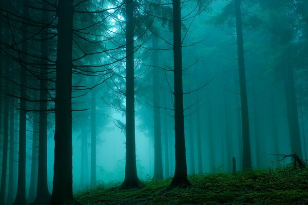 Dunst im Kiefernwald. Natur Schönheit
