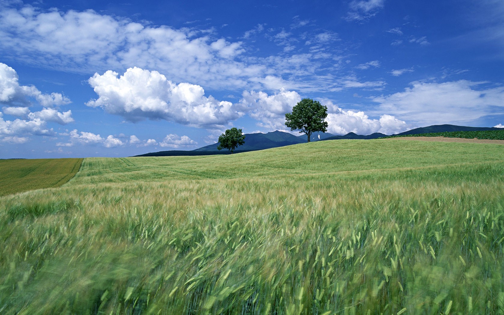 feld bäume wolken