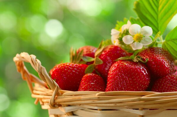 Köstlich duftende Erdbeeren in einer Schüssel